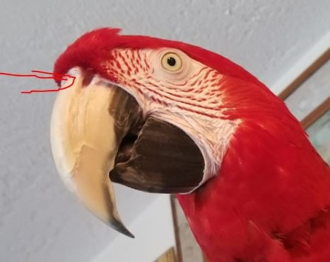 lost green wing macaw sooke bc canada